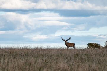 Red deer with large antlers during rutting season on the grassland in autumn