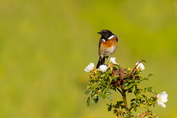 European Stonechat on a branch