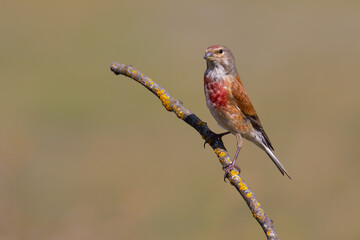 Common Linnet on a branch
