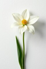 Obraz premium Simple and elegant flower on white background with subtle texture, nature, single, botanical