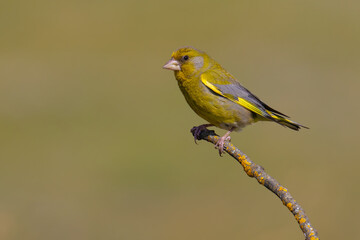 European Greenfinch on a branch
