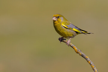 European Greenfinch on a branch
