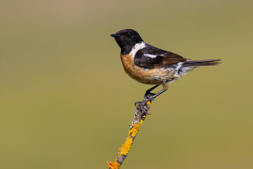 European Stonechat on a branch