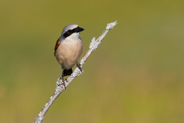 Obraz premium Red-backed Shrike on a branch