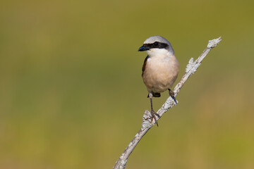 Obraz premium Red-backed Shrike on a branch