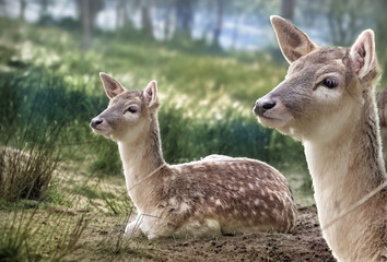 Reh im Wald, Wild
