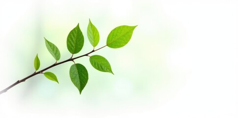 Obraz premium Single branch on white background with leaves, pure, forest, serene