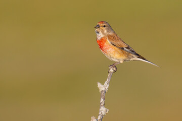 Common Linnet on a branch
