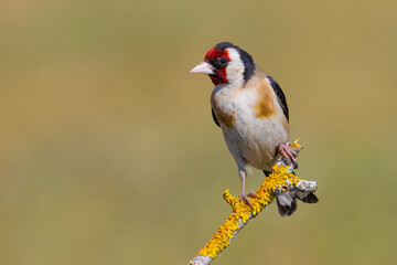 European Goldfinch on a branch