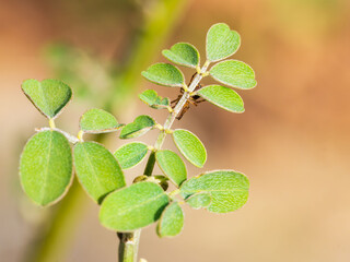 野草の葉に隠れるように掴まるクモ
