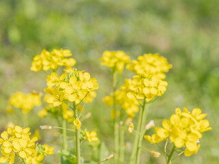 Fototapeta premium 菜の花が咲く野山03