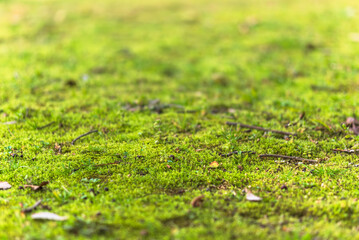 春の草地に日差しが輝く06