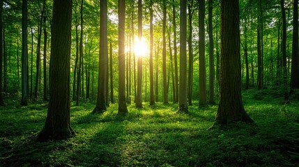 Fototapeta premium Sunlight filtering through lush green forest trees, casting shadows on the vibrant undergrowth