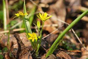 Close up of Gagea lutea (yellow star-of-Bethlehem) - spring plant with yellow flowers