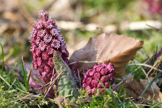 Flowers of pink butterbur (Petasites hybridus) - it is medicinal plant