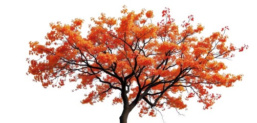 Single deciduous tree, branches reaching skyward, stark white background, outdoor, roots