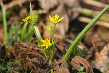 Close up of Gagea lutea (yellow star-of-Bethlehem) - spring plant with yellow flowers