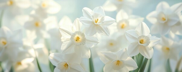 Obraz premium Elegant white daffodils blooming gently in soft sunlight outdoors against a pastel background
