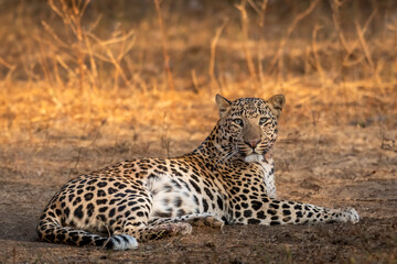 wild huge male leopard or panther or panthera pardus fine art closeup or portrait sitting in forest with eye contact in winter season safari at jhalana leopard reserve jaipur rajasthan india asia