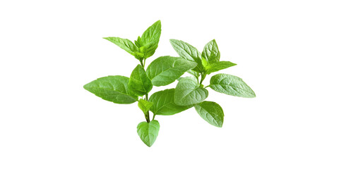 Obraz premium Green basil leaves cluster isolated on transparent background