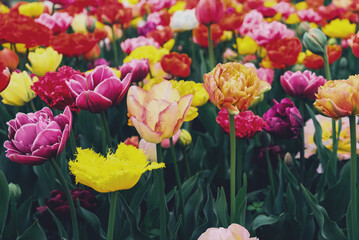 Beautiful colorful terry tulips in full bloom in the garden. Floral texture for background.
