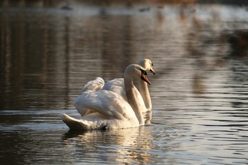 Two swans flowing on lake in evening light