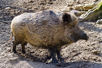 Wild boar, wild boar standing in a beautiful pose, see the whole body, nice lighting in nature