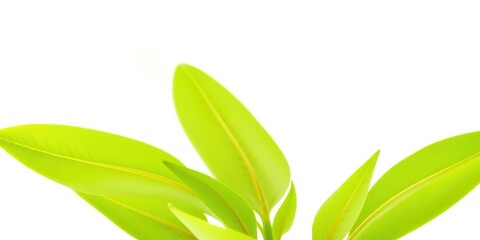 Fototapeta premium Single vibrant green plant, isolated on pure white background, leaf, organic
