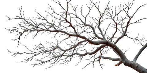 Obraz premium Isolated tree branches against pure white backdrop, showcasing intricate textures and natural forms, detail, flora