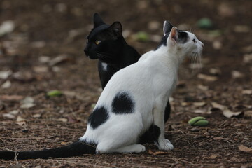 Two cat seen play together at a garden in Nakhon Sawan Province north of Bangkok on March 8, 2025.
