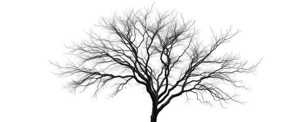 Lone deciduous tree, stark branches against pure white,  tree texture,  branch detail