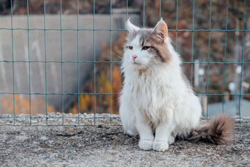 Beautiful longhaired cat with yellow eyes outdoors. Copy space for text.