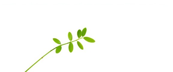 Single vibrant green plant, isolated on pure white backdrop, indoor plant, white background