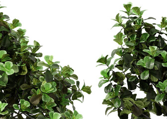 Nature and tropical forest concept. Green Ficus lyrata isolated on transparent background. 3d rendering illustration. PNG format