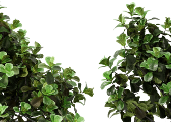 Nature and tropical forest concept. Green Ficus lyrata isolated on transparent background. 3d rendering illustration. PNG format