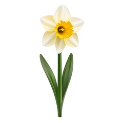 Fototapeta premium Beautiful White Daffodil Flower with Yellow Center, Spring Bloom Illustration