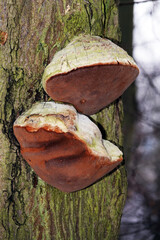 Mulberry tree - parasitic mushrooms on trees
