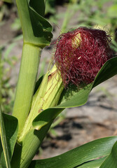 Mature ear of corn on the stalk