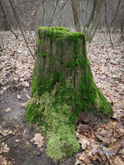 Old wooden stump covered with green moss