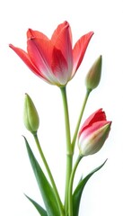 Naklejka premium Eustoma branches against a pure white background, white, background