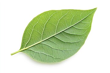 Obraz premium Close-up of a vibrant green leaf. Detailed veins are visible