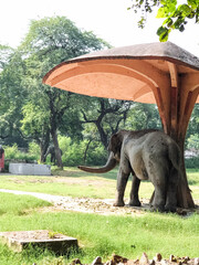 A large elephant is peacefully standing beneath a wooden umbrella, enjoying a bright sunny day in a...