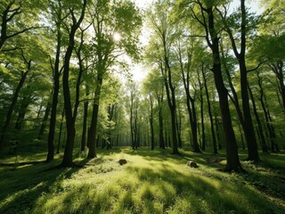 Obraz premium Sun-dappled green forest panorama, deciduous trees, sunbeams, serene, photo