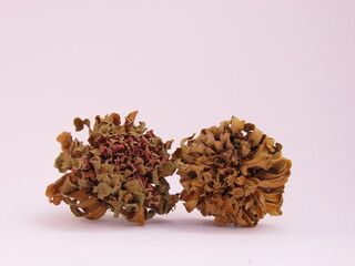 Two dried zinnia flowers on white background. Zinnia seeds.