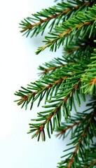 Obraz premium Isolated pine tree branches against white wall, evergreen, tree