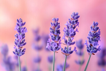 Obraz premium Closeup view of beautiful purple lavender flowers blooming in soft pink background nature photography