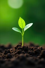 Naklejka premium small green sprout with delicate roots in soil, green sprout, vegetation, natural
