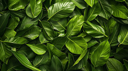 Vibrant green tropical leaves lush foliage background texture image dark leaf plant photo flora fresh