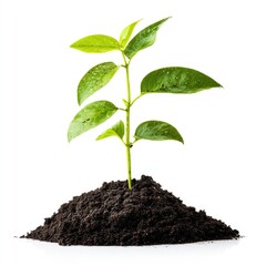 A young plant sprout emerging from dark soil