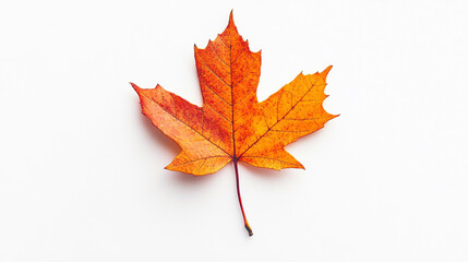 Fototapeta premium Single vibrant orange autumn maple leaf on white background red fall tree plant image crisp leafy